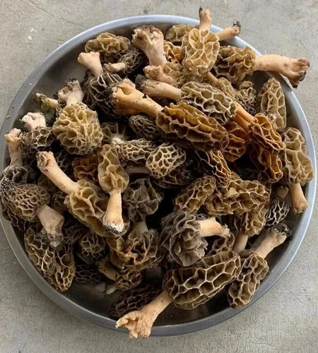 Kashmiri Morel Mushrooms (Gucchi)